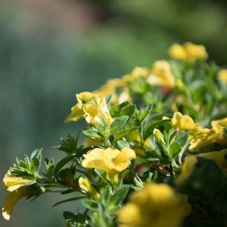 Dimitreli Eleni * Kinira