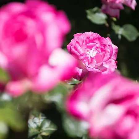 Dimitreli Eleni * Kinira