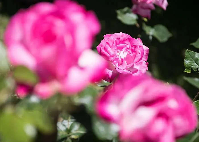 Dimitreli Eleni * Koinira