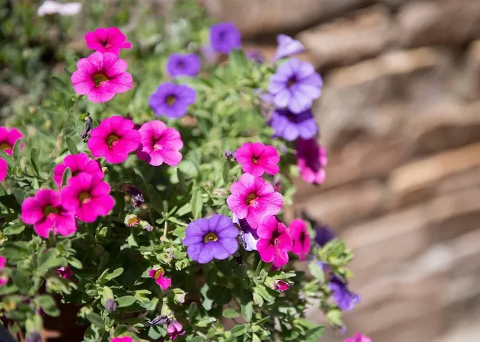 Dimitreli Eleni Apartament *