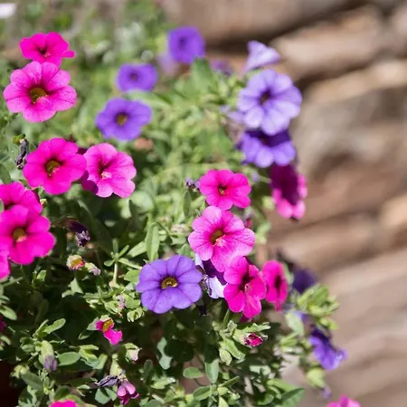 Dimitreli Eleni Apartment *